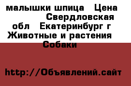 малышки шпица › Цена ­ 20 000 - Свердловская обл., Екатеринбург г. Животные и растения » Собаки   